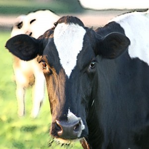 Dairy Cow